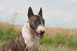 BULL TERRIER MINIATURE 006